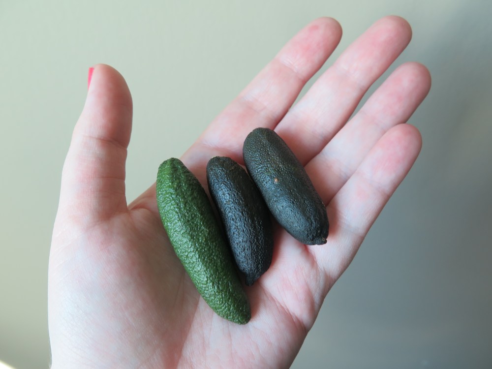 Australian Finger Limes