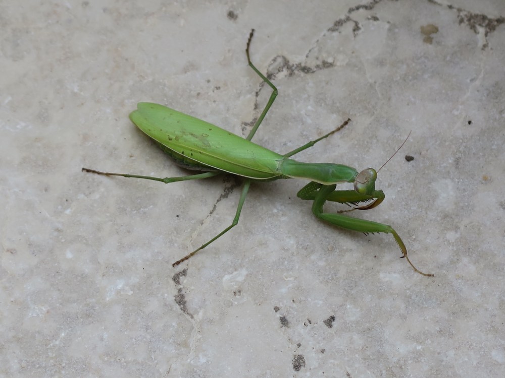 Hungry in Calgary | Hvar Mantis